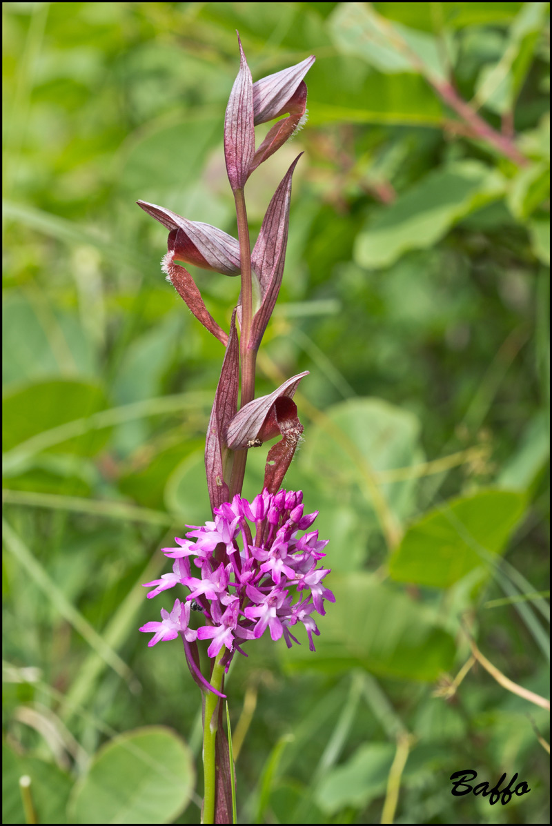 Sorapias vomeracea